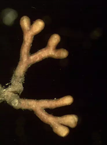 Micorrize di Marzuolo con Pino