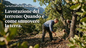 Lavorazione del terreno: Quando e come smuovere la terra